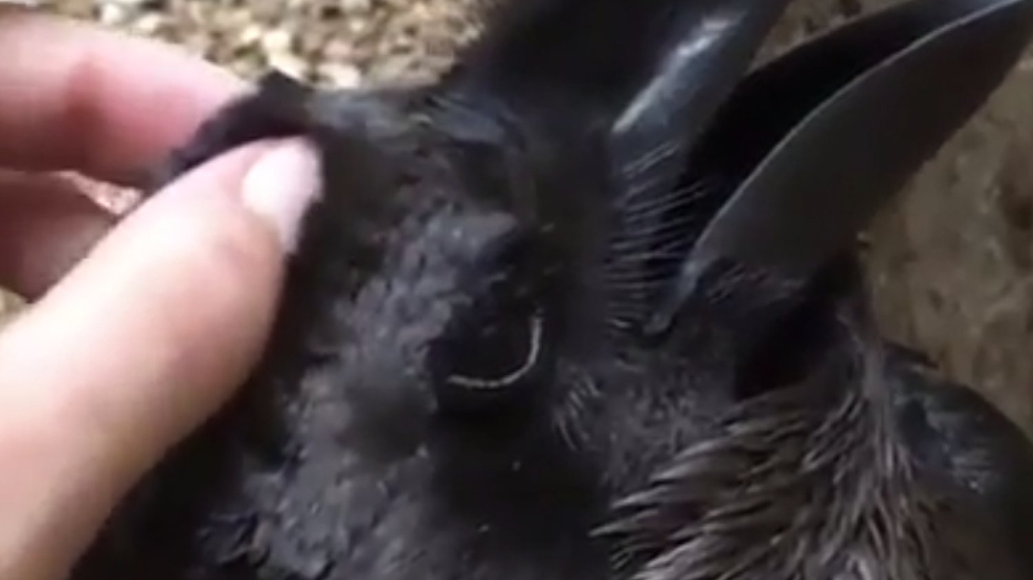 iluzja optyczna filmik królik wrona złudzenie viral wideo