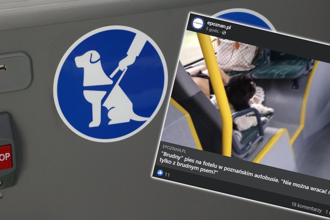 brudny pies autobus siedzenie mpk poznań afera zdjęcie komentarze