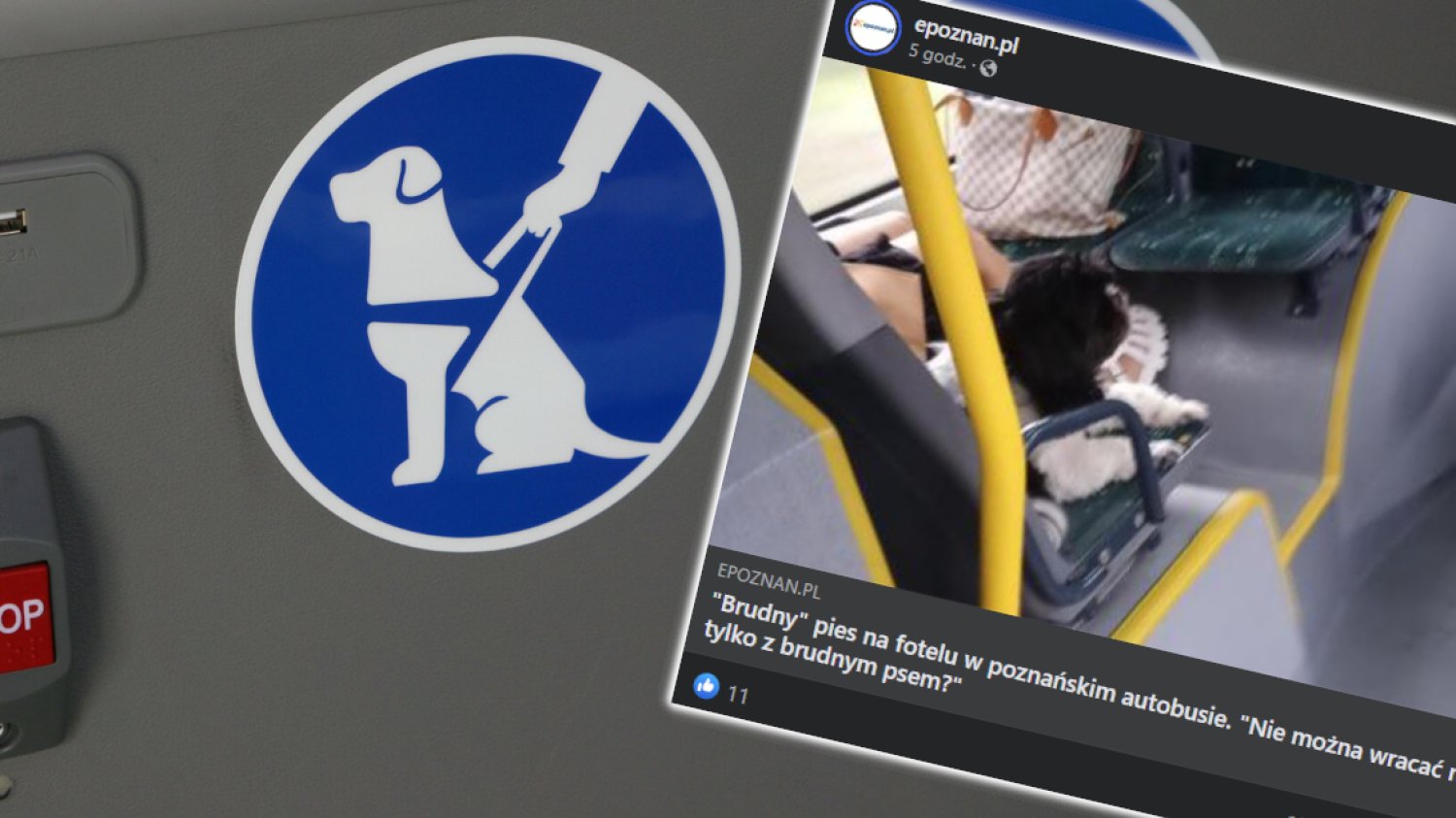 brudny pies autobus siedzenie mpk poznań afera zdjęcie komentarze