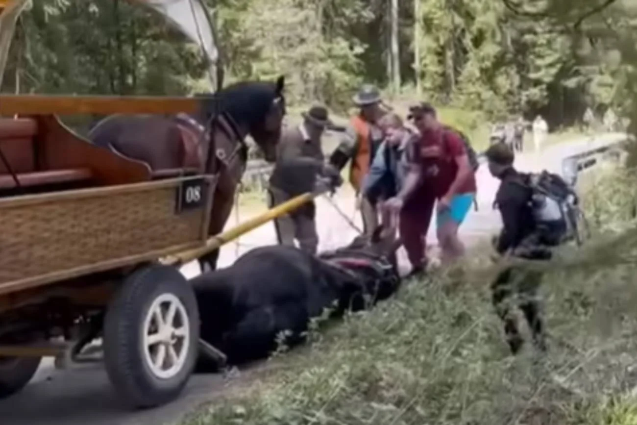 Konie znikną z Morskiego Oka? Rząd rozważa hybrydowe wozy konne