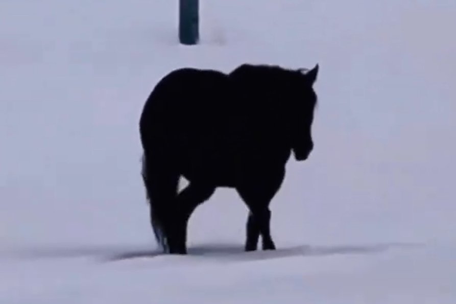 w którą stronę idzie końc filmik wideo viral internauci dobra odpowiedź