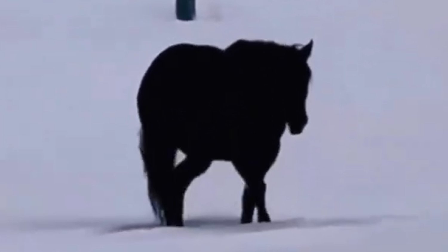 w którą stronę idzie końc filmik wideo viral internauci dobra odpowiedź w którą stronę idzie końc filmik wideo viral internauci dobra odpowiedź
