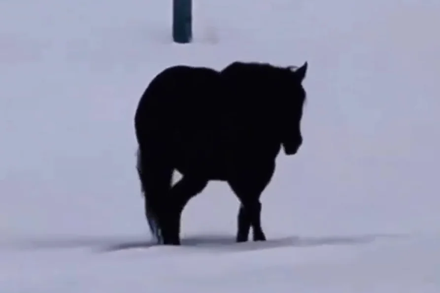 w którą stronę idzie końc filmik wideo viral internauci dobra odpowiedź