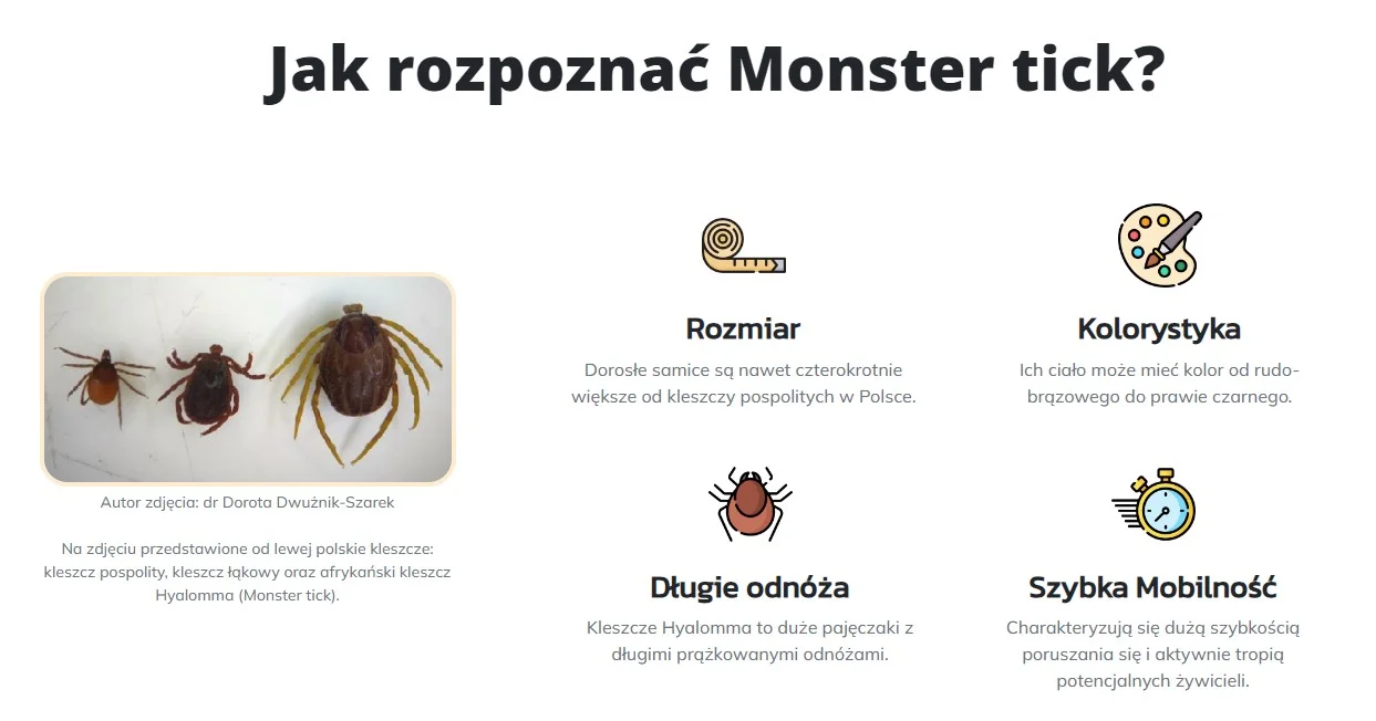 kleszcze z afryki hyalomma monstrualne kleszcze wędrowne w polsce jak się chronić jak wyglądają choroby zdjęcia kleszcze z afryki hyalomma monstrualne kleszcze wędrowne w polsce jak się chronić jak wyglądają choroby zdjęcia