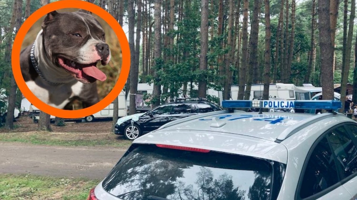 Karwieńskie Błota: pies rzucił się na rodzinę. Matka osłaniała swoje dzieci