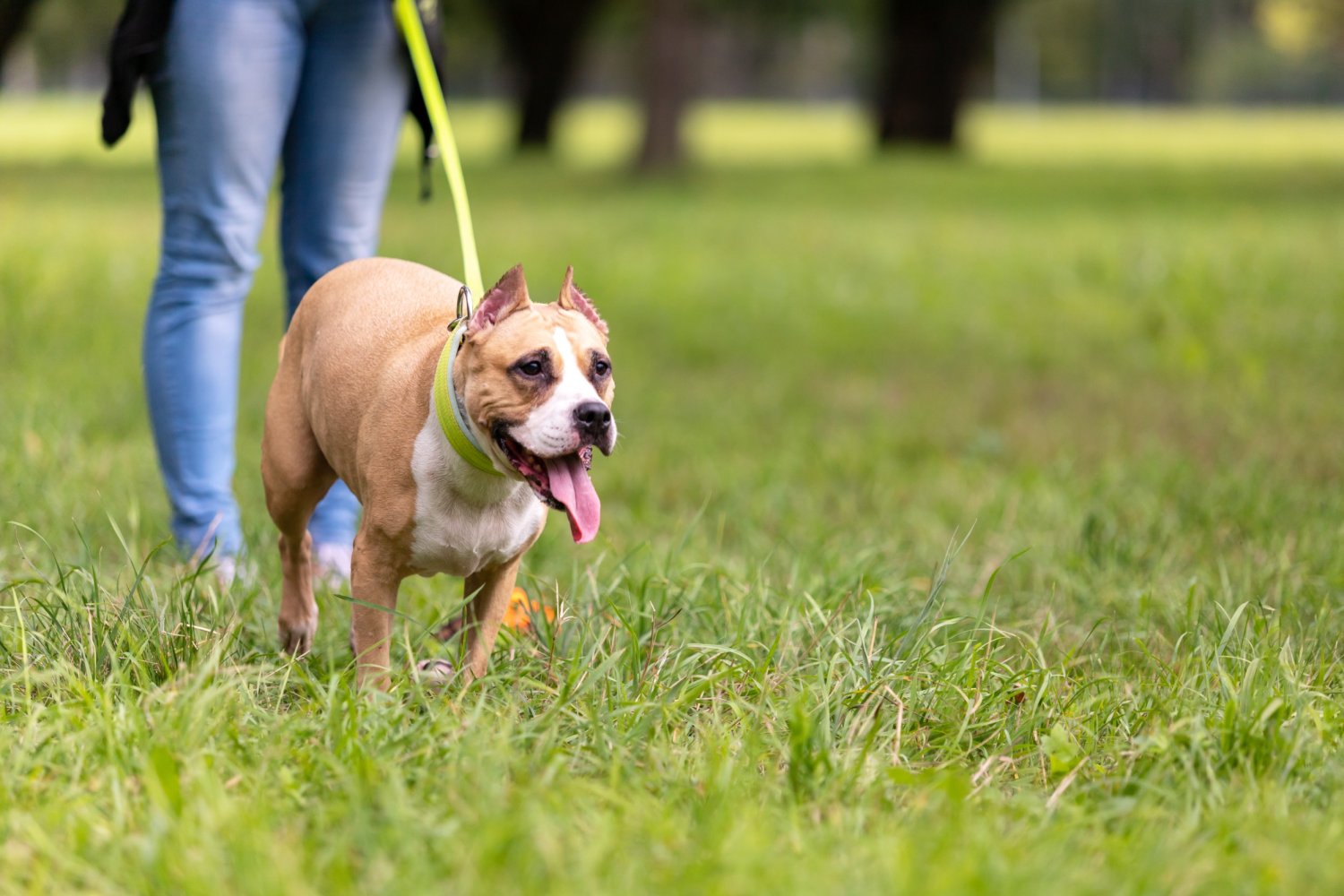 Trzy psy american bully dotkliwie pogryzły kobietę jadącą na rolkach.