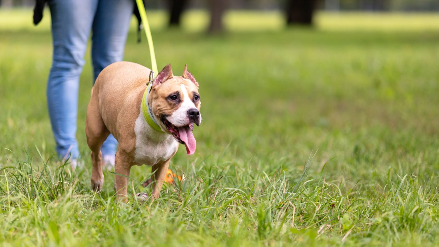 Trzy psy american bully dotkliwie pogryzły kobietę jadącą na rolkach.