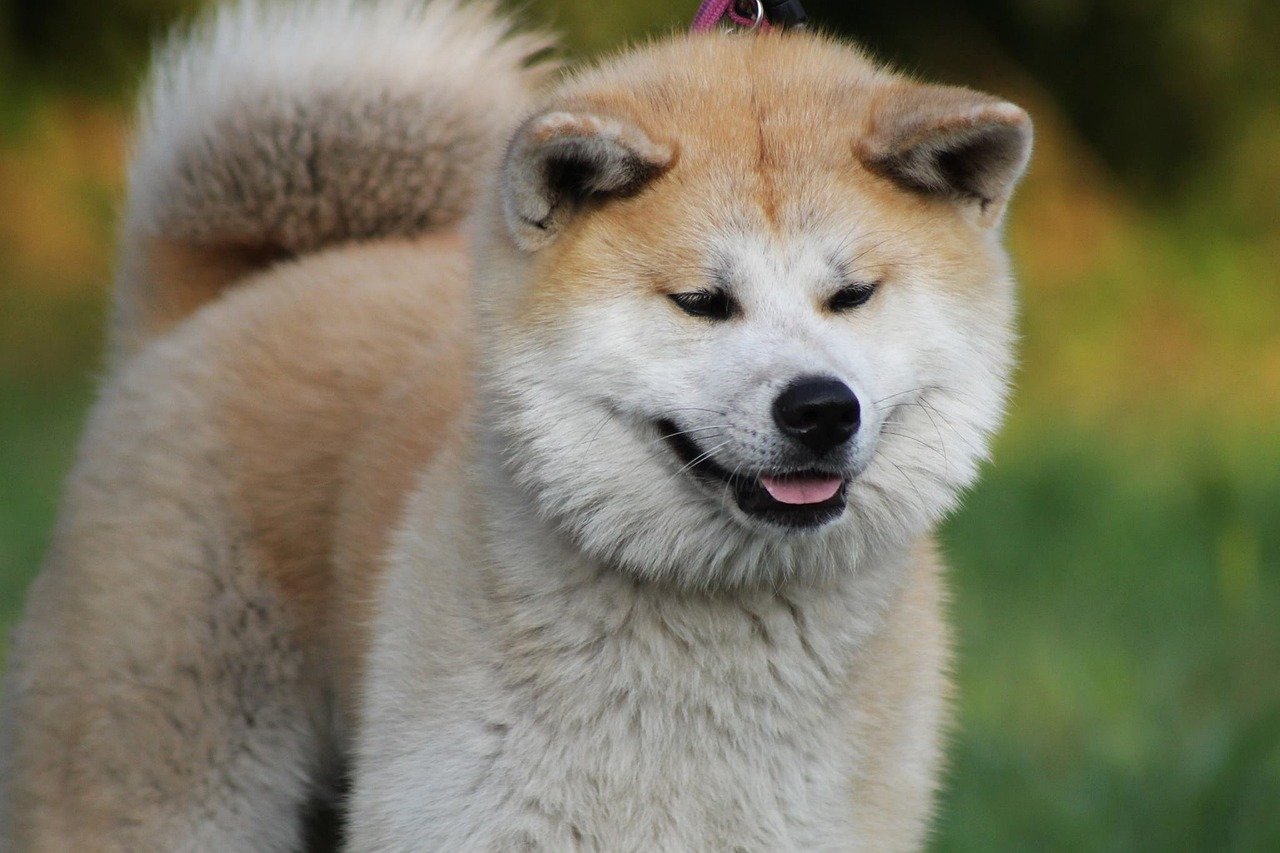 Pies rasy Akita Inu pogryzł 6-latkę na Podlasiu
