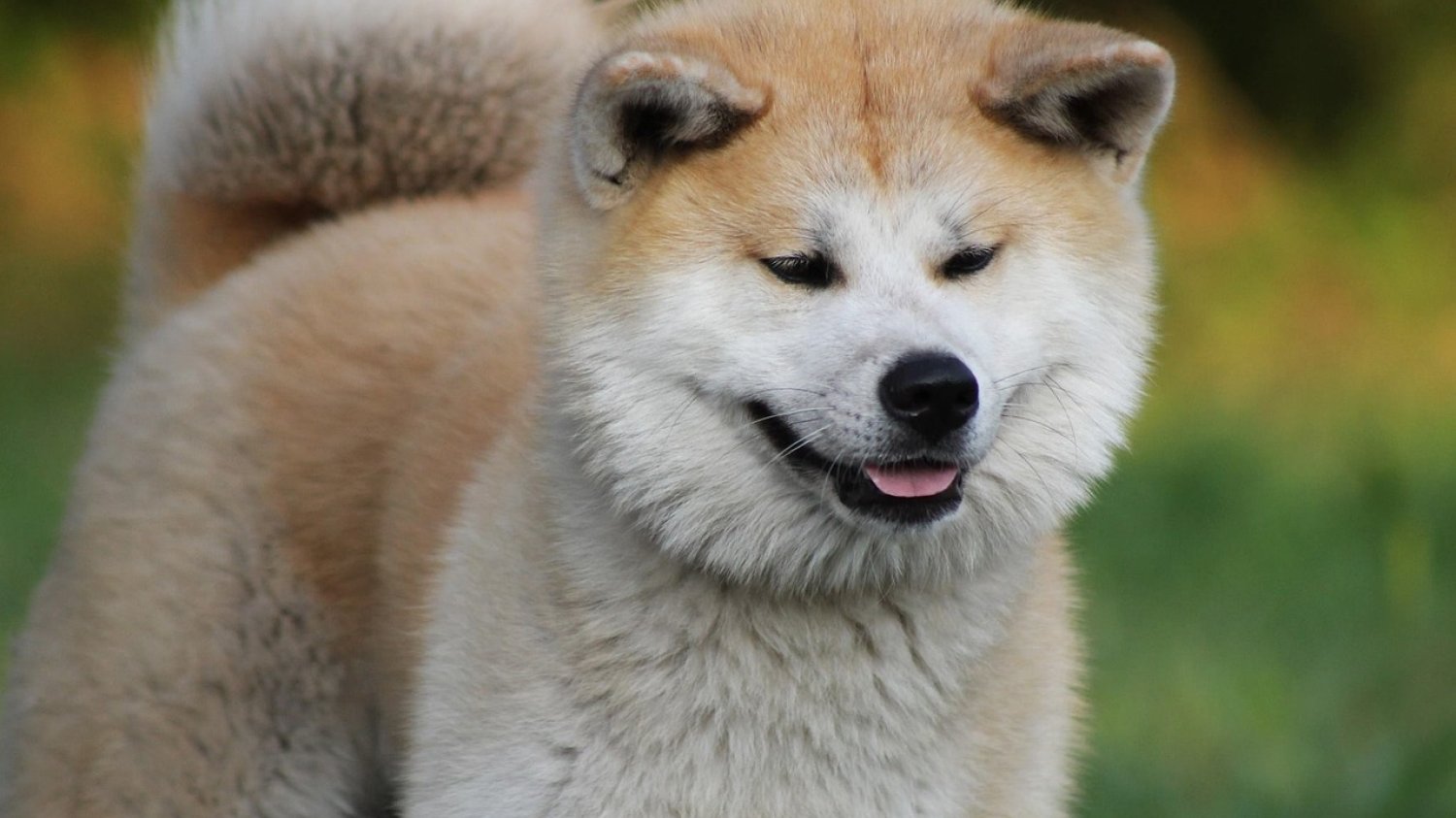 Pies rasy Akita Inu pogryzł 6-latkę na Podlasiu