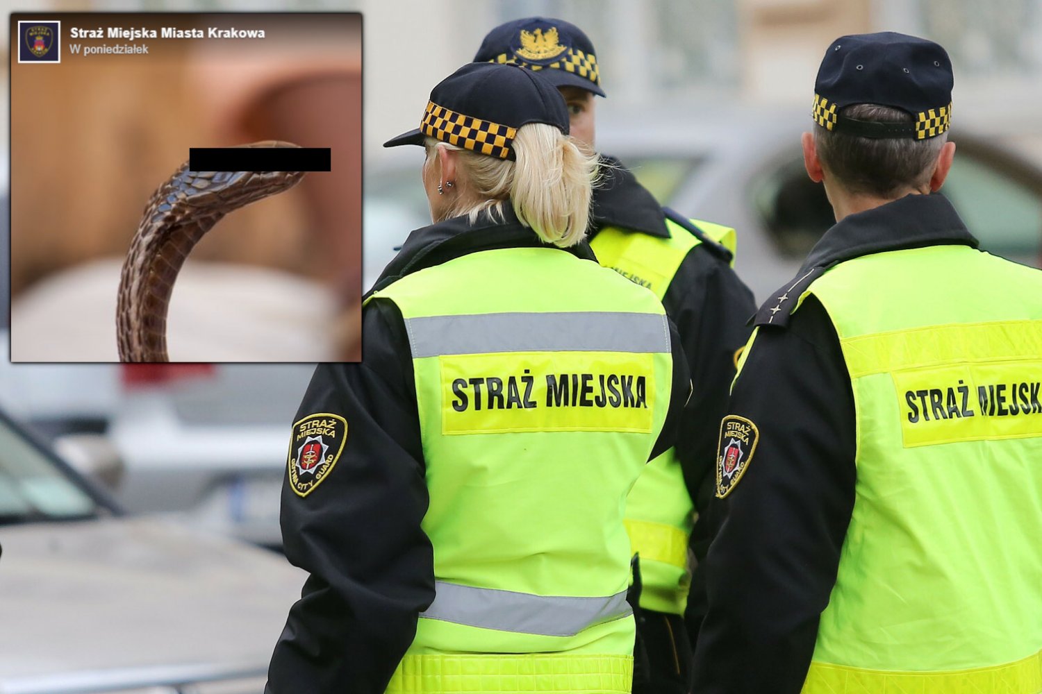 Strażnicy miejscy pojechali do podejrzanej "kobry" w Krakowie. Okazało się, że to tylko zabawka
