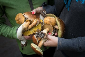 Sezon na grzyby trwa. Na razie dominuje jeden gatunek: borowik amerykański. Co to za grzyb?