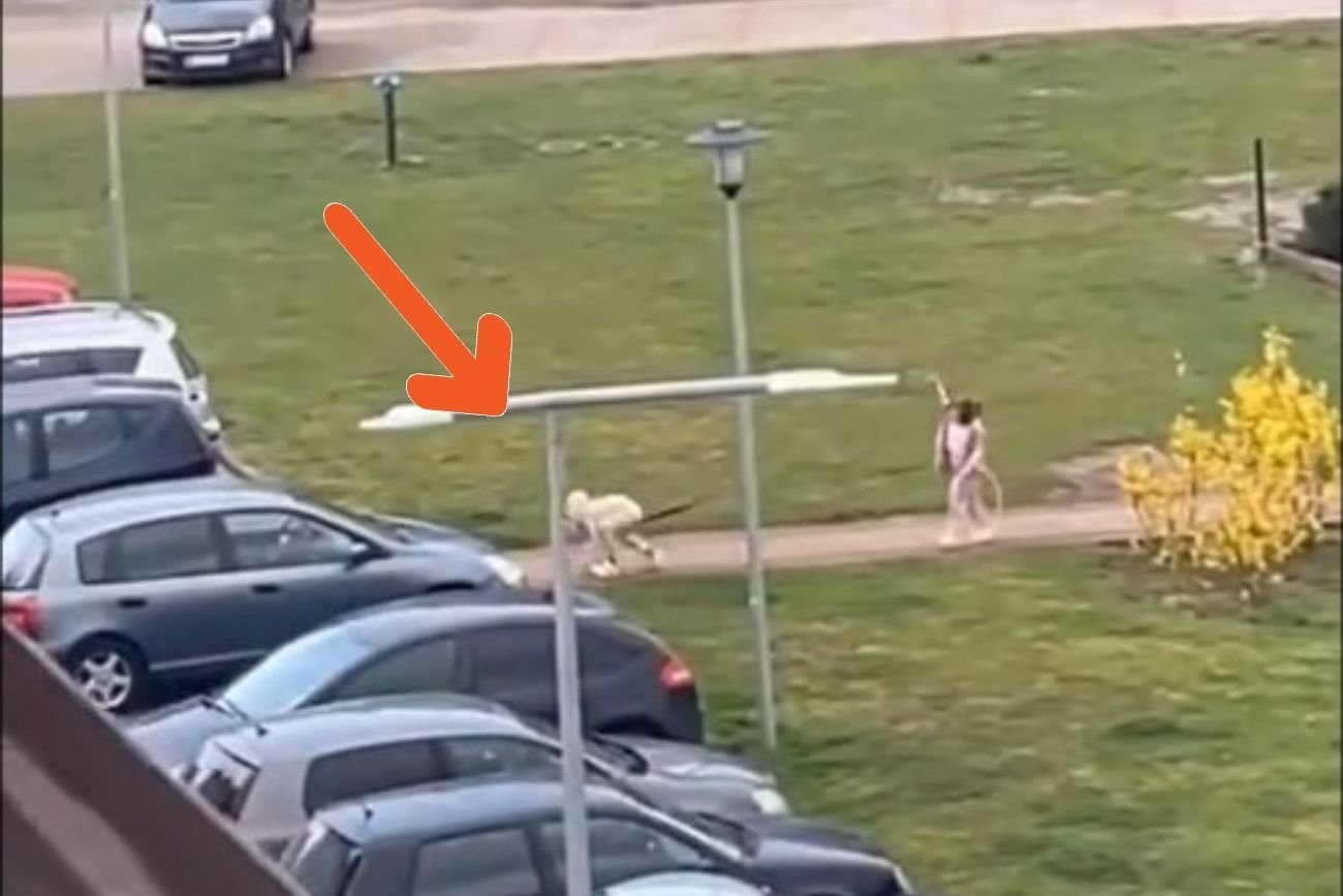 Lubawa – nagranie zszokowało internautów. Wcale nie był to pies na smyczy
