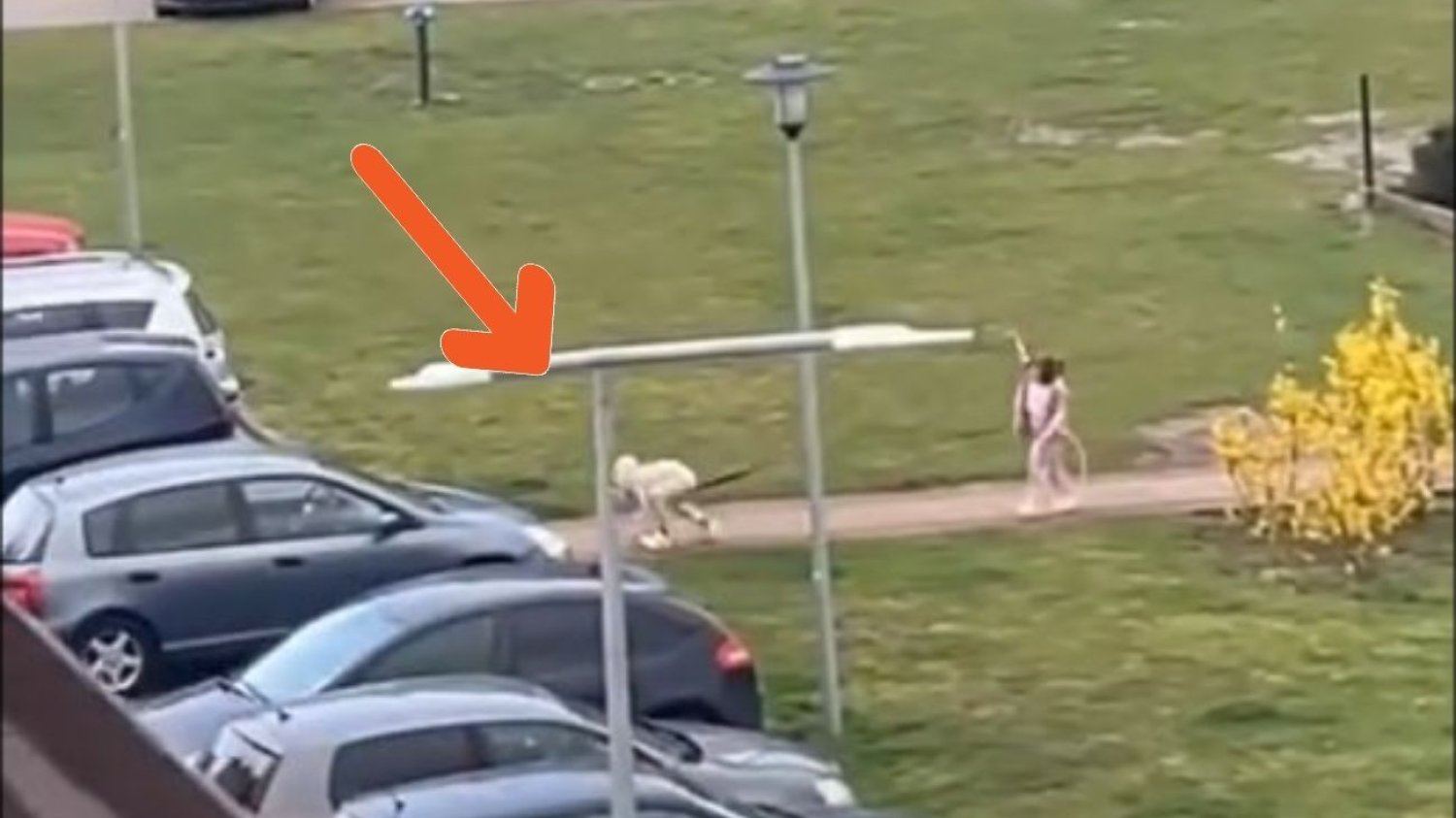 Lubawa – nagranie zszokowało internautów. Wcale nie był to pies na smyczy