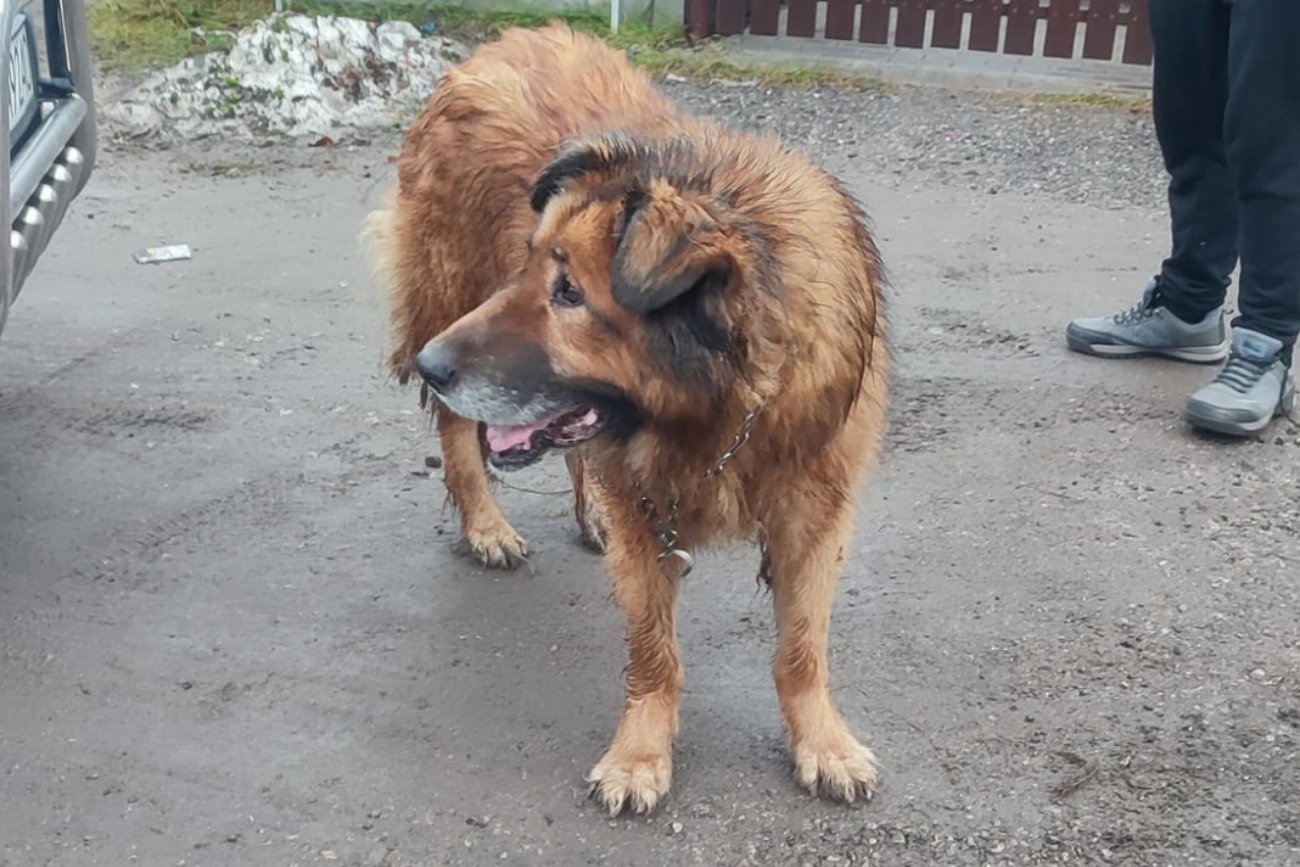 Pies Lenox miał mieć adopcyjny dom. Trafił do piekła
