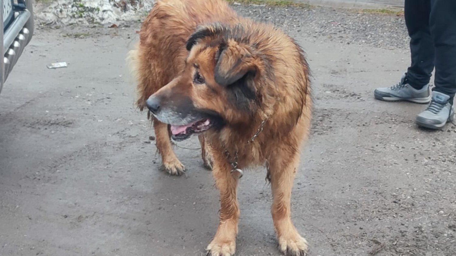 Pies Lenox miał mieć adopcyjny dom. Trafił do piekła