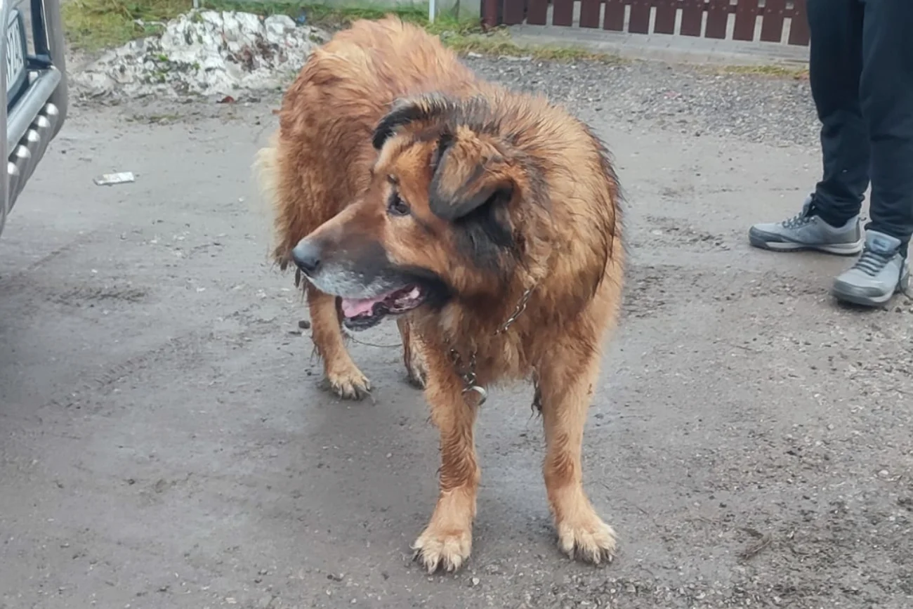 Pies Lenox miał mieć adopcyjny dom. Trafił do piekła