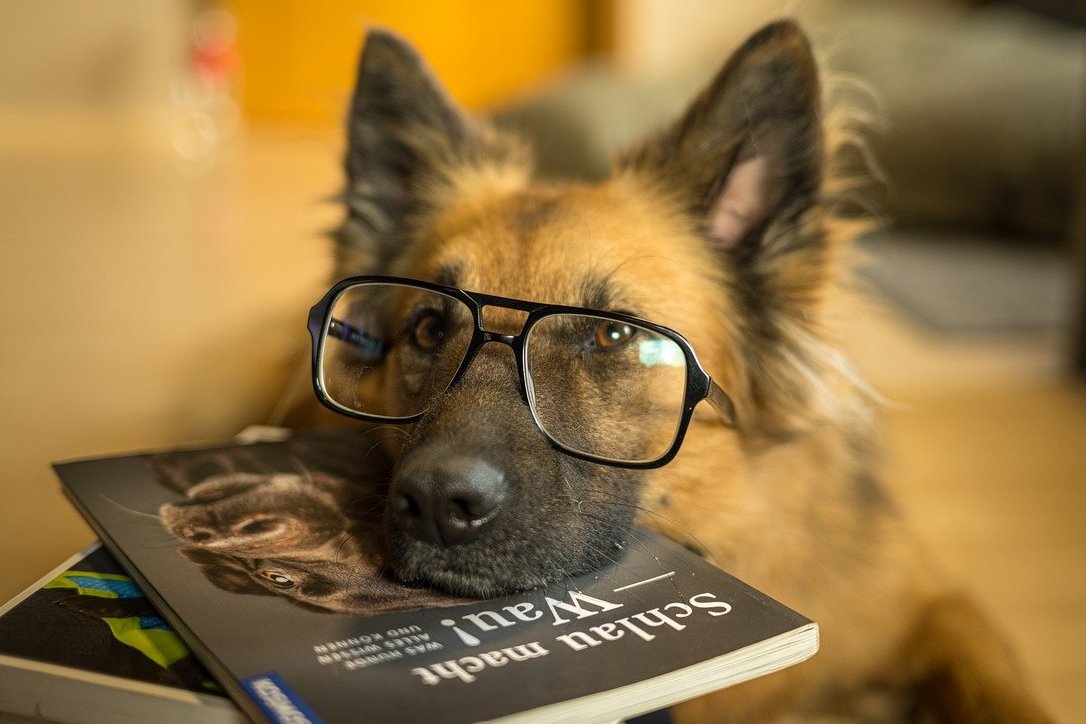 najmądrzejsze psy rasy inteligentne ranking Stanley Coren inteligencja psów