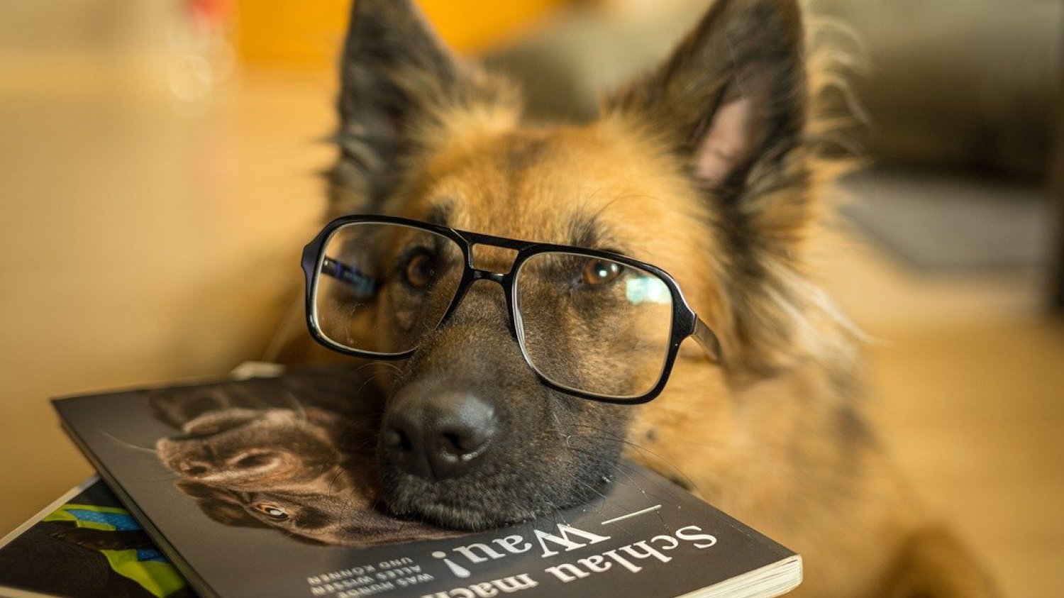 najmądrzejsze psy rasy inteligentne ranking Stanley Coren inteligencja psów
