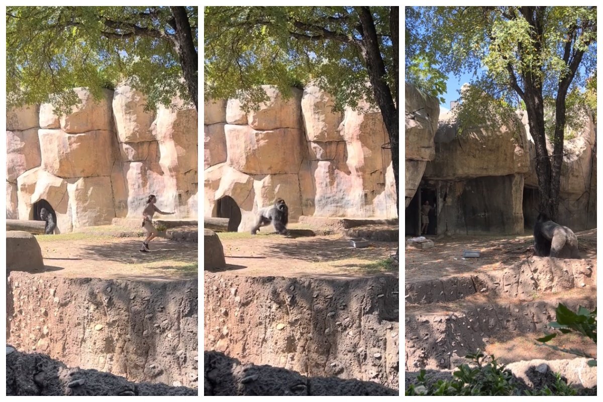 goryl zoo elmo filmik viral tiktok