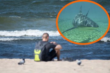 Rekiny w Bałtyku istnieją. Trzy gatunki możesz spotkać