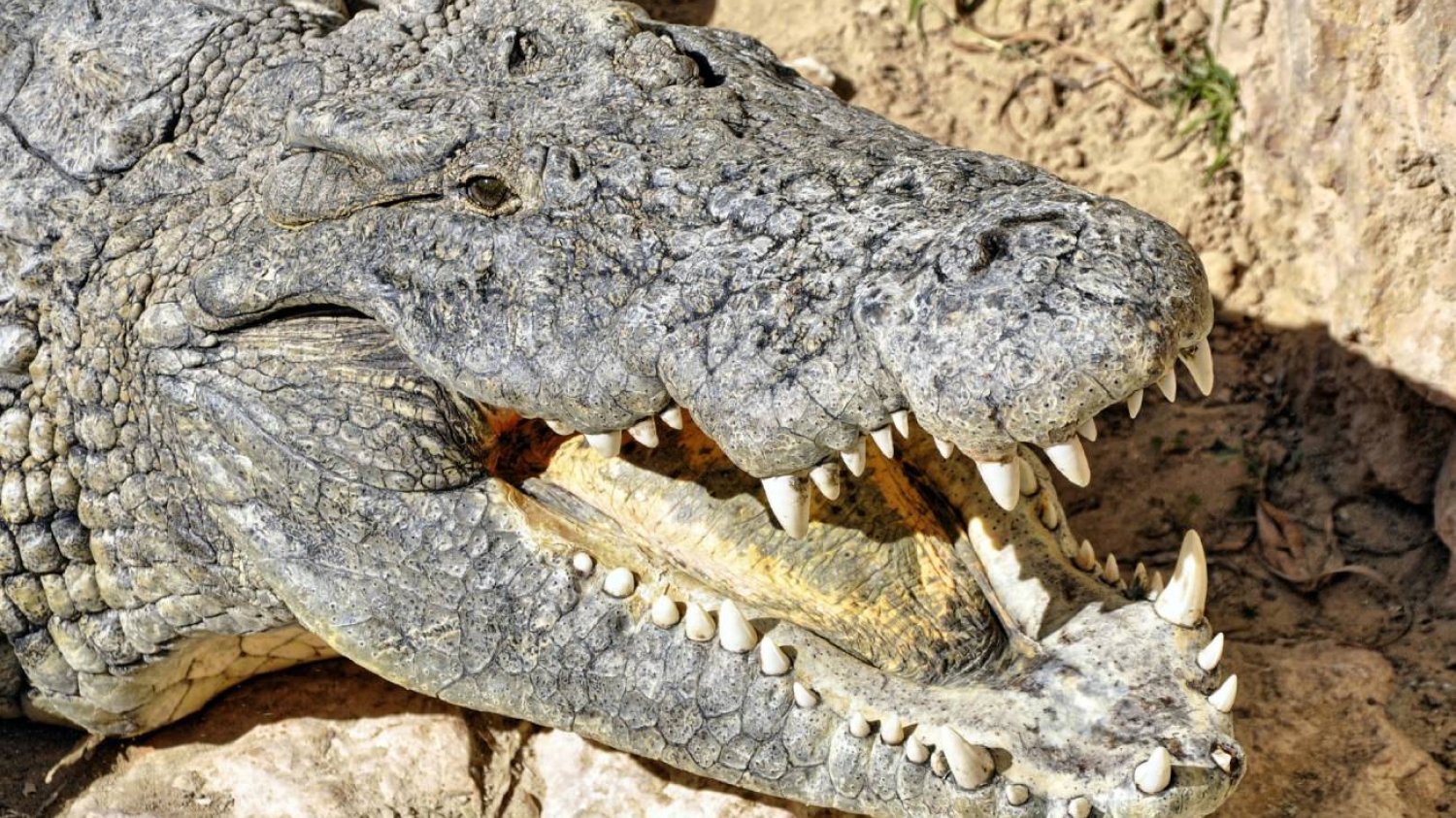 Tłum zabił cztery osoby za czary. Mówili, że mężczyzna namawiał krokodyla