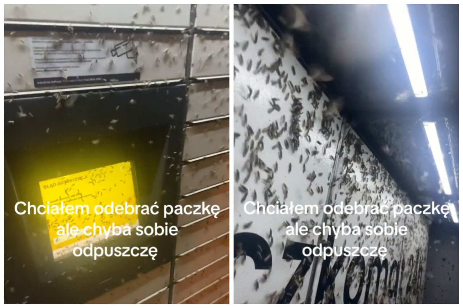 Owady obsiadły paczkomat InPostu w Raszynie pod Warszawą.