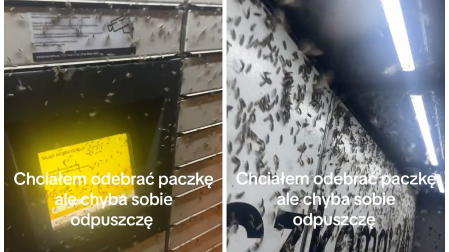 Owady obsiadły paczkomat InPostu w Raszynie pod Warszawą.