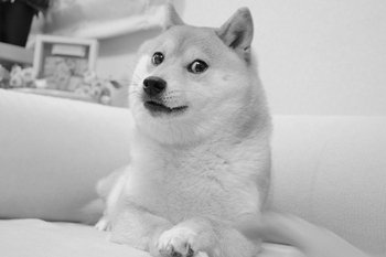 pieseł doge memy nie żyje shiba inu kabosu pieseł doge memy nie żyje shiba inu kabosu