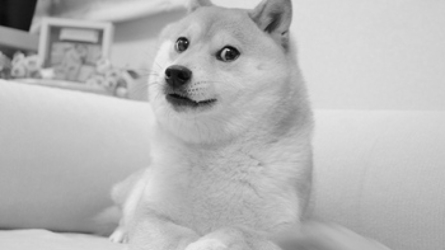 pieseł doge memy nie żyje shiba inu kabosu