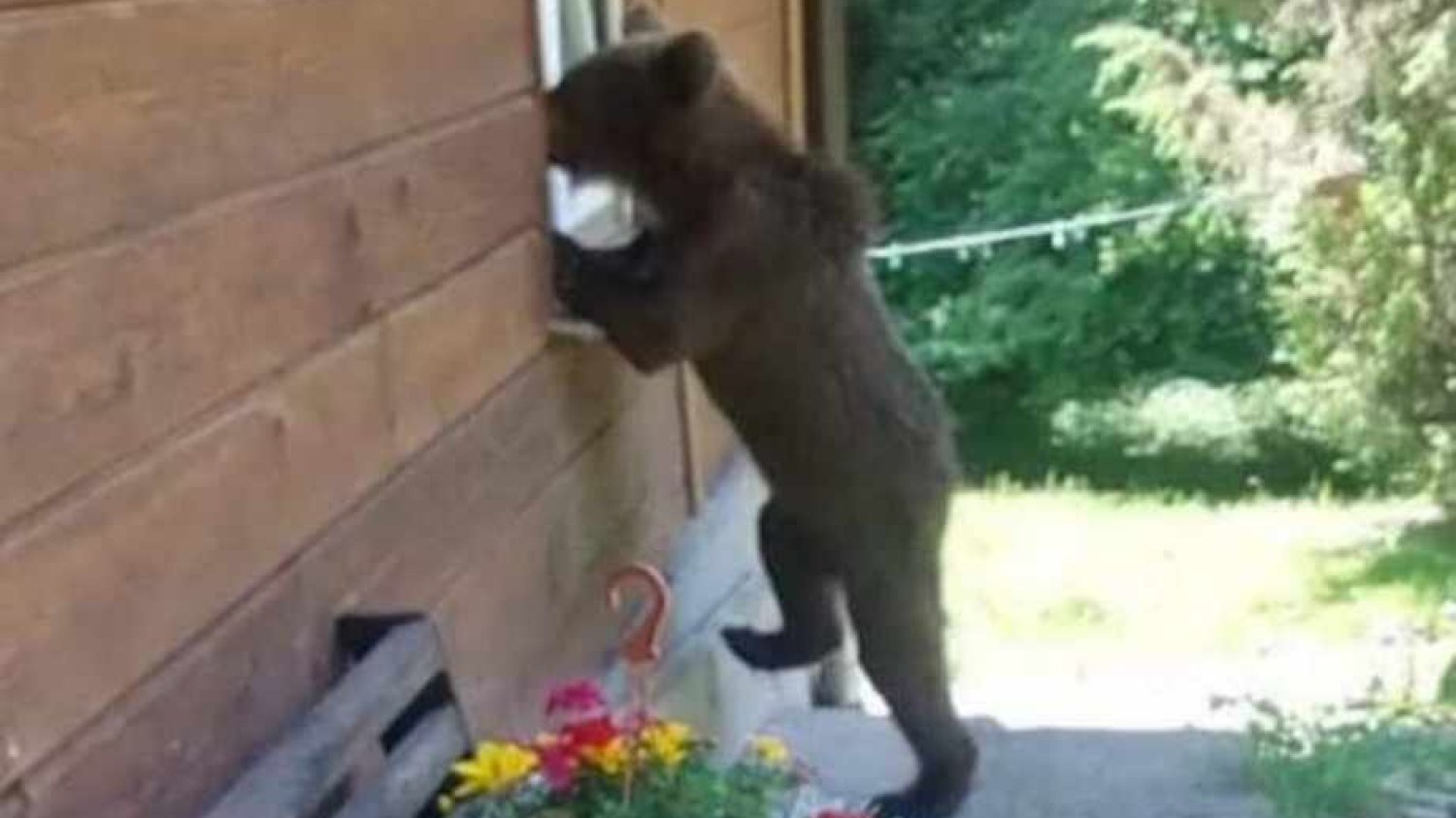 niedźwiedź czesio cisna pani anna zdjęcie viral podkarpacie