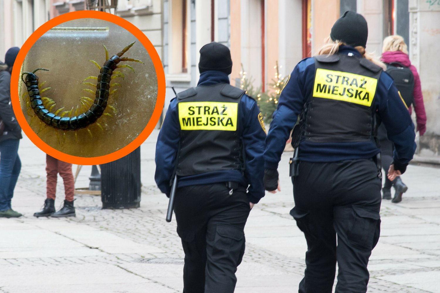 skolopendra gdańsk straż miejska zdjęcia wij co to jest skąd wziął