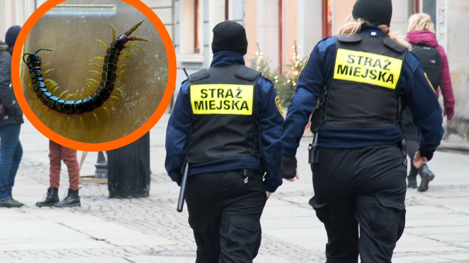 skolopendra gdańsk straż miejska zdjęcia wij co to jest skąd wziął