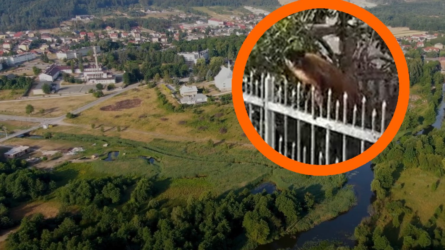 małpka kapucynka gmina morawica mieszkańcy zdjęcia małpka kapucynka gmina morawica mieszkańcy zdjęcia