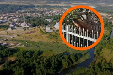 małpka kapucynka gmina morawica mieszkańcy zdjęcia małpka kapucynka gmina morawica mieszkańcy zdjęcia
