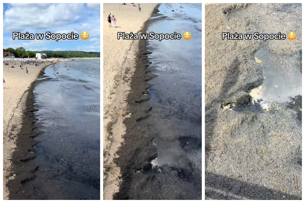 sopot plaża glony molo filmik tiktok komentarze sopot plaża glony molo filmik tiktok komentarze