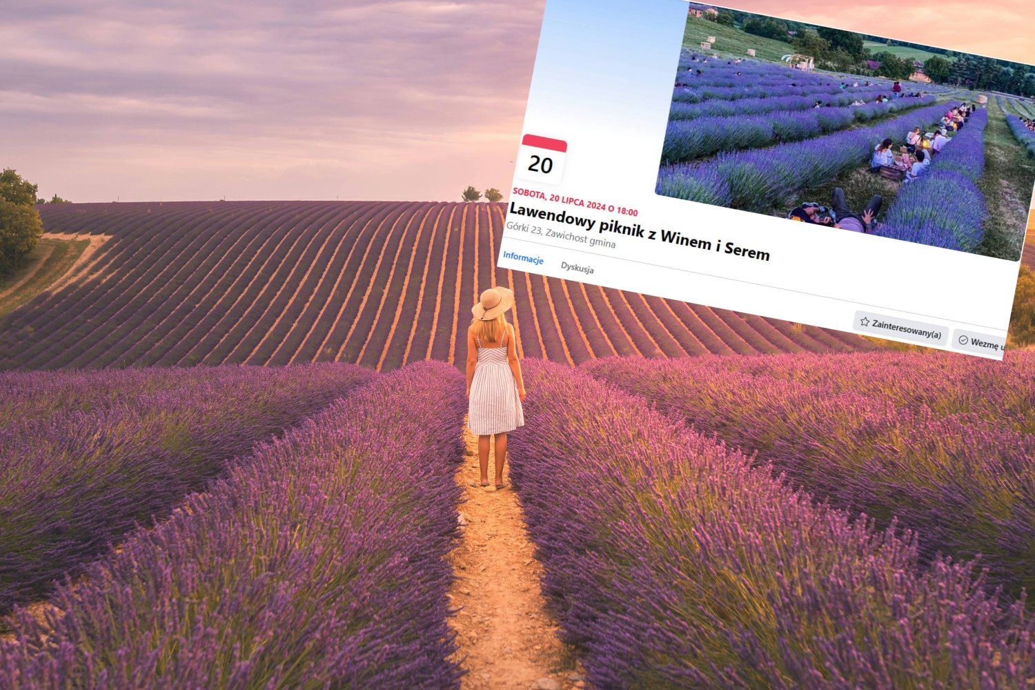 Lawendowy piknik w Sandomierzu. Wydarzenie stało się hitem na Facebooku