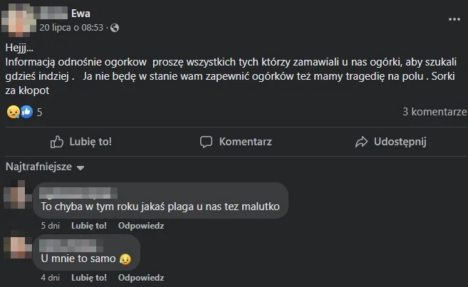 ogórki 2024 plaga wymierają zbiory co robić mączniak rzekomy
