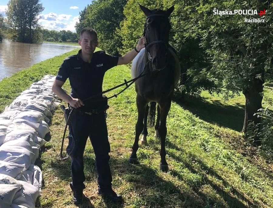 Policjanci uratowali konia z Odry. Jest z czeskiej hodowli