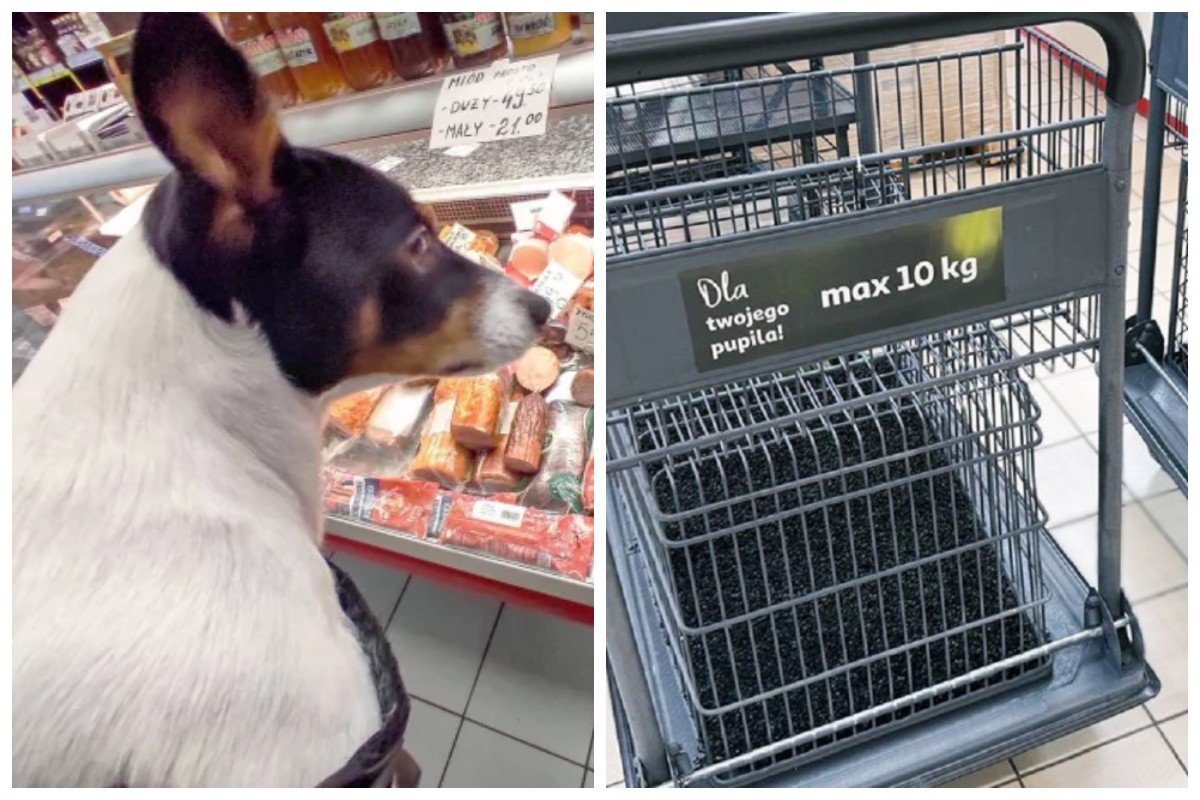Auchan testuje rozwiązanie, jakiego jeszcze w Polsce nie było. Wprowadza wózki dla psów.