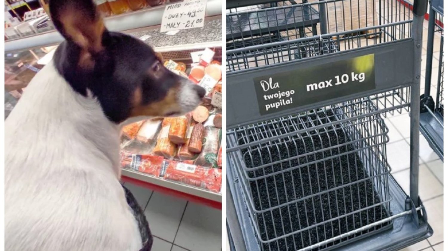 Auchan testuje rozwiązanie, jakiego jeszcze w Polsce nie było. Wprowadza wózki dla psów.