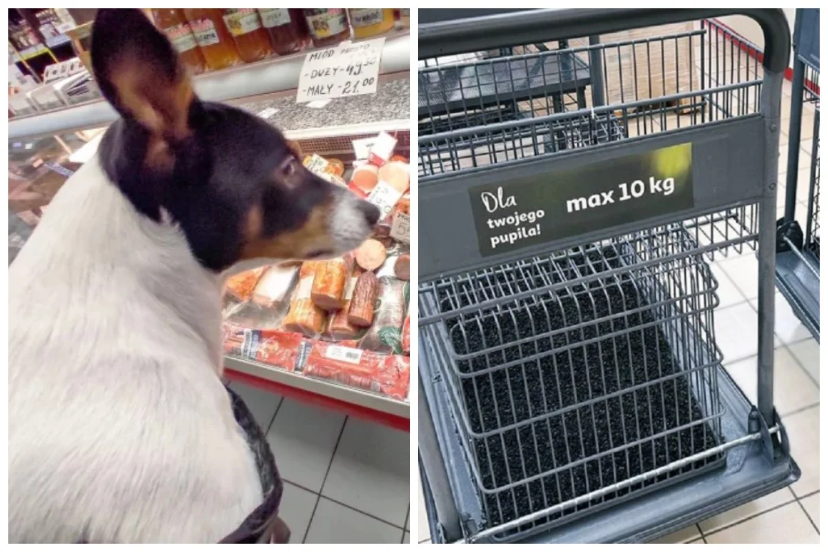 Auchan testuje rozwiązanie, jakiego jeszcze w Polsce nie było. Wprowadza wózki dla psów.