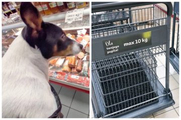 Auchan testuje rozwiązanie, jakiego jeszcze w Polsce nie było. Wprowadza wózki dla psów.