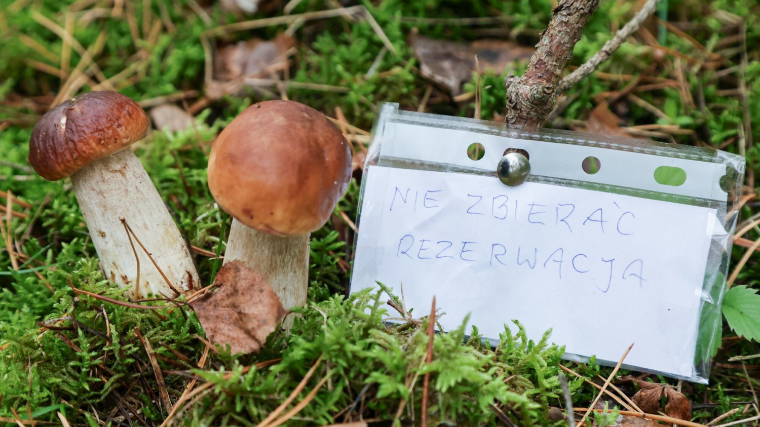 grzyby 2024 sezon rezerwacja grzyba lasy państwowe grzyby 2024 sezon rezerwacja grzyba lasy państwowe