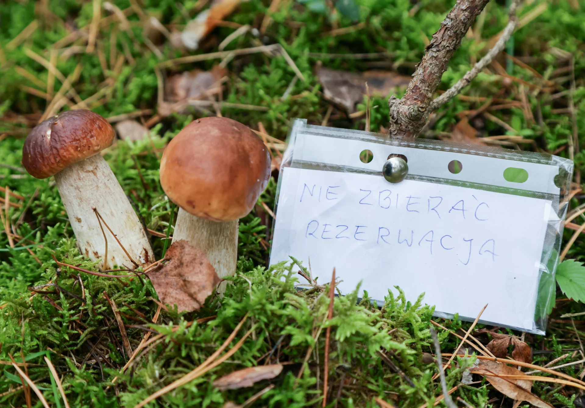 grzyby 2024 sezon rezerwacja grzyba lasy państwowe