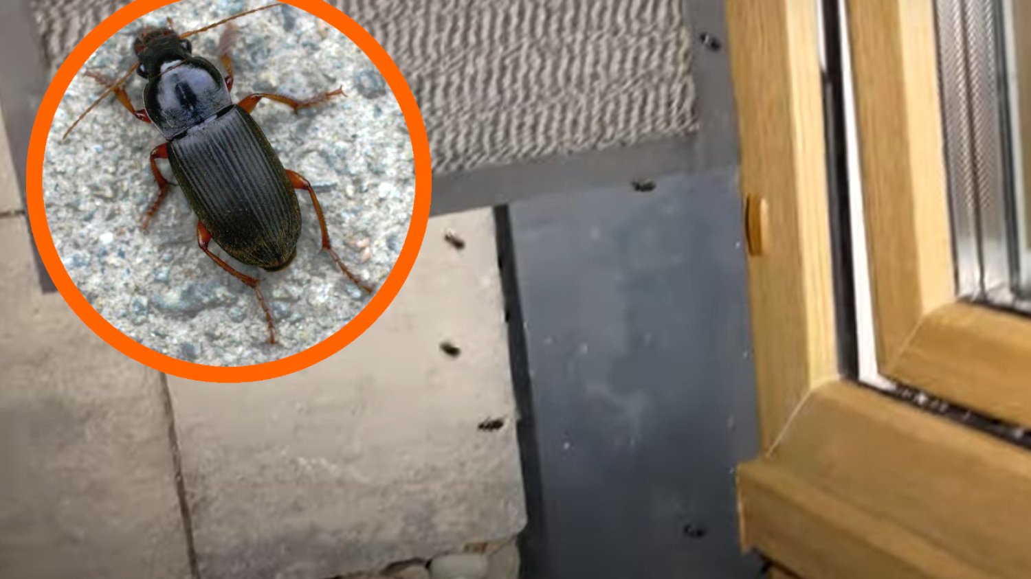czarny robak chrząszcz dzier włochaty sposoby pozbycie odstraszenie lublin film