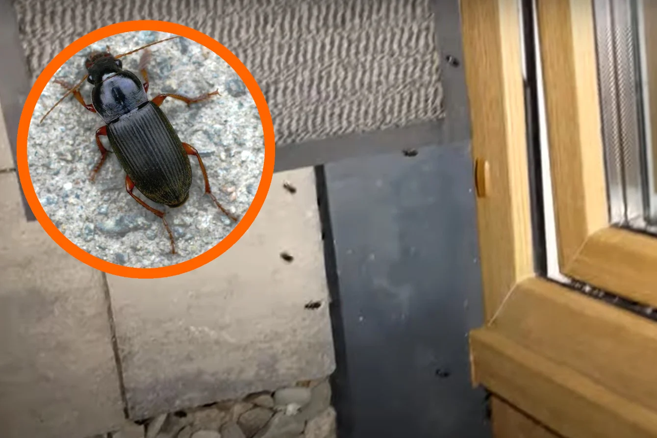 czarny robak chrząszcz dzier włochaty sposoby pozbycie odstraszenie lublin film