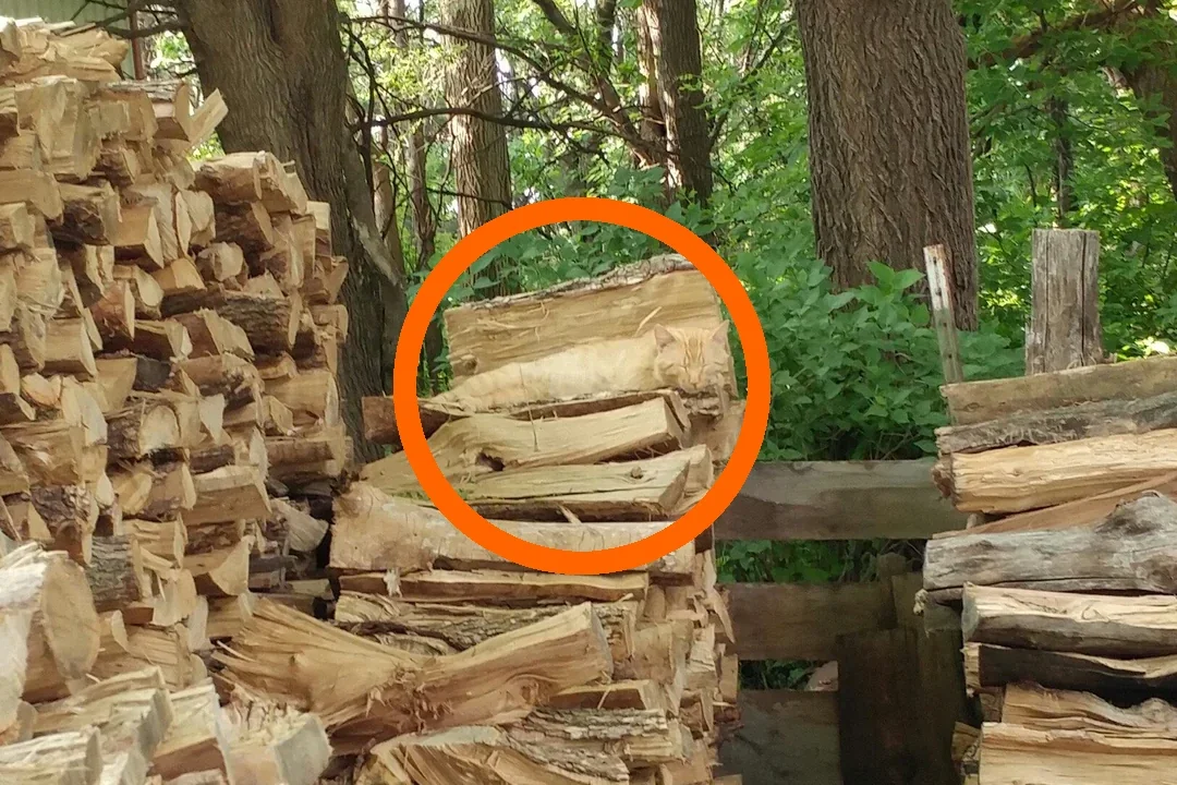 kot zdjęcie stos drewna viral reddit zagadka iluzja optyczna kot zdjęcie stos drewna viral reddit zagadka iluzja optyczna
